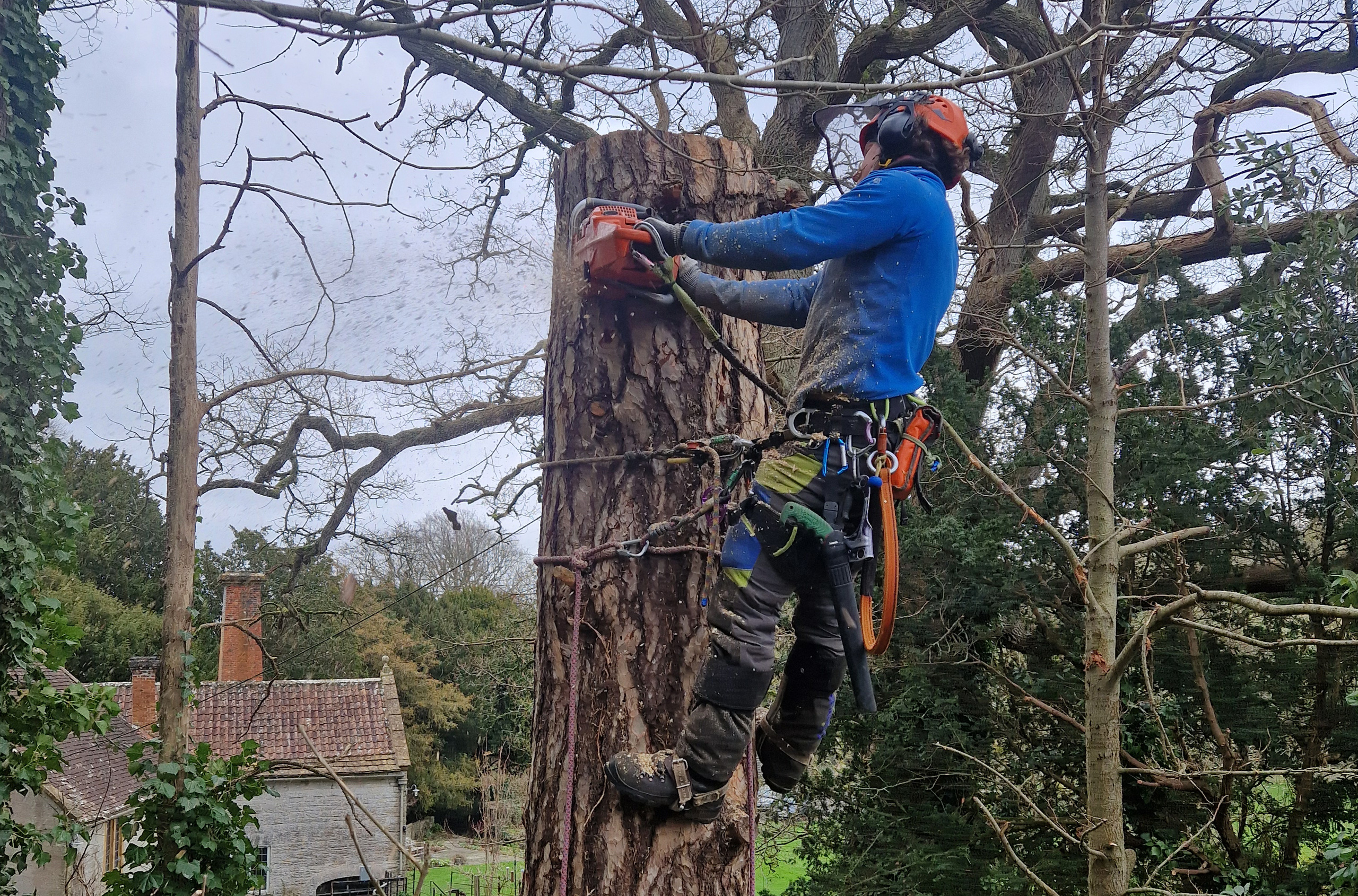 Tree Felling Somerset | Arbortech Professional Tree Services
