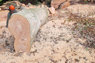 Tree Surgery